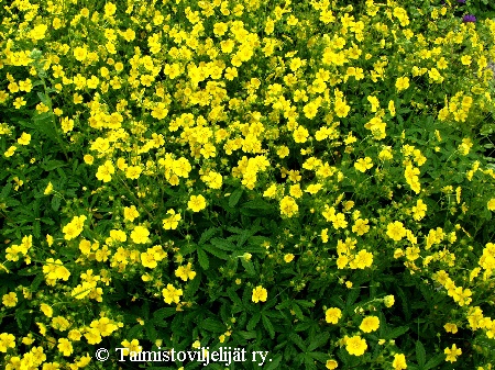 Potentilla aurea